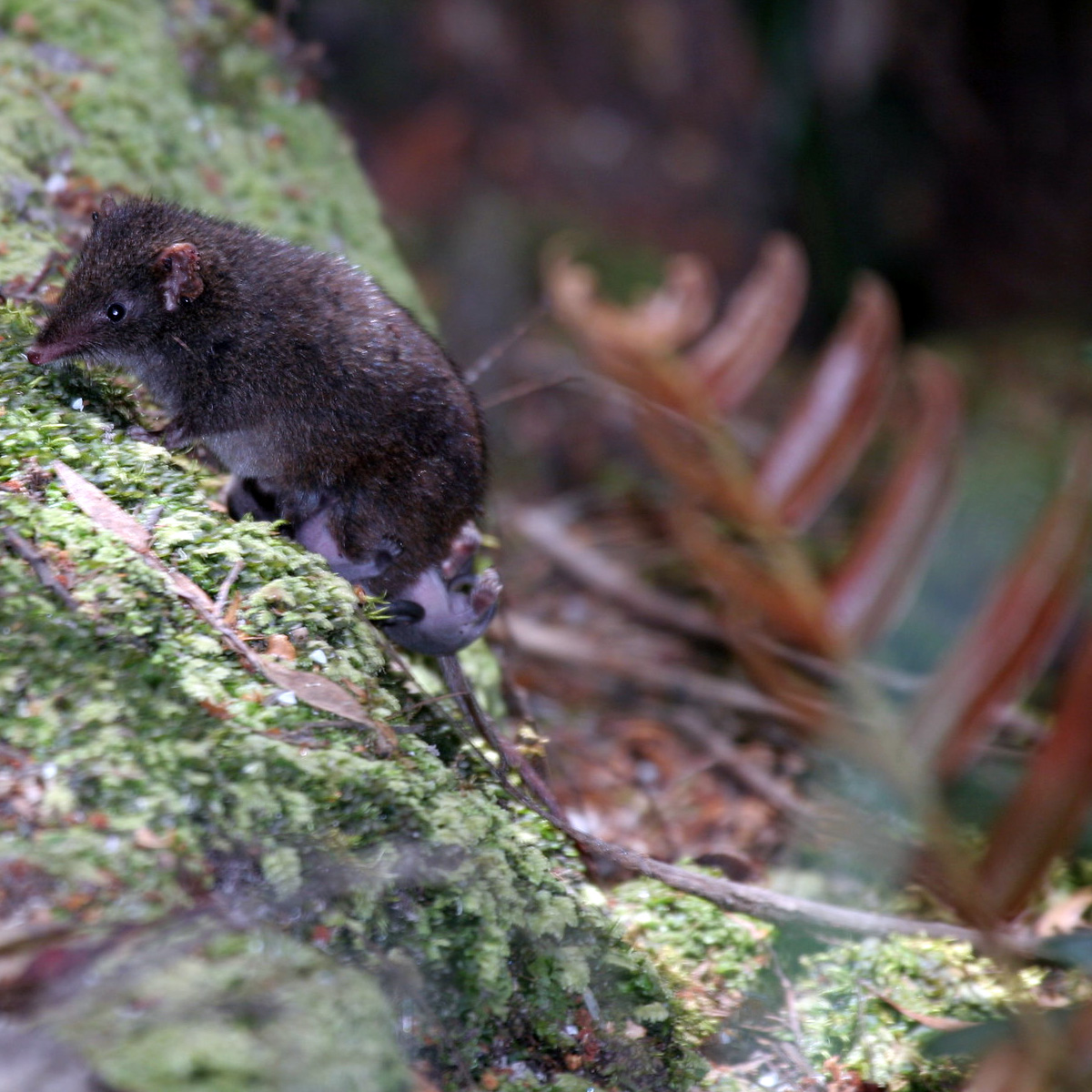 Сумчатая мышь Свенсона (Antechinus swainsonii) Фото №2