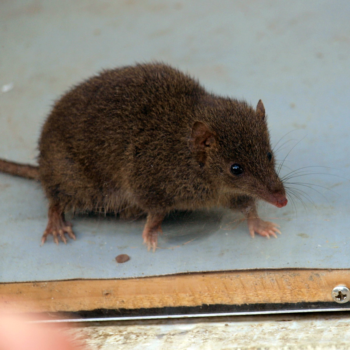 Сумчатая мышь Свенсона (Antechinus swainsonii) Фото №5