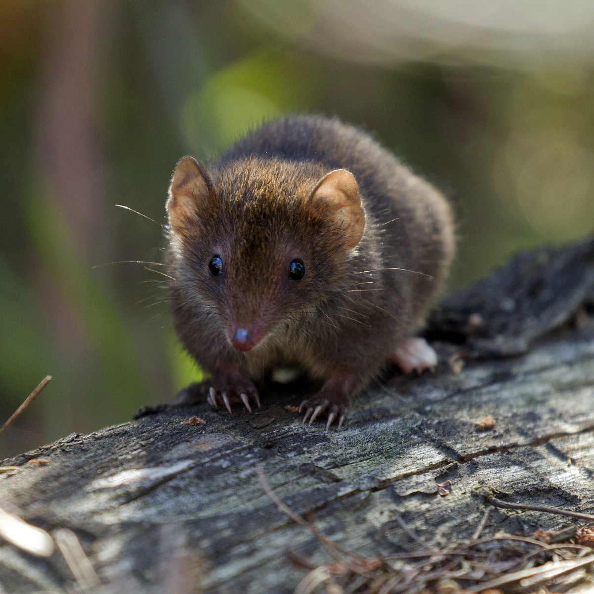 Сумчатая мышь Свенсона (Antechinus swainsonii) Фото №6