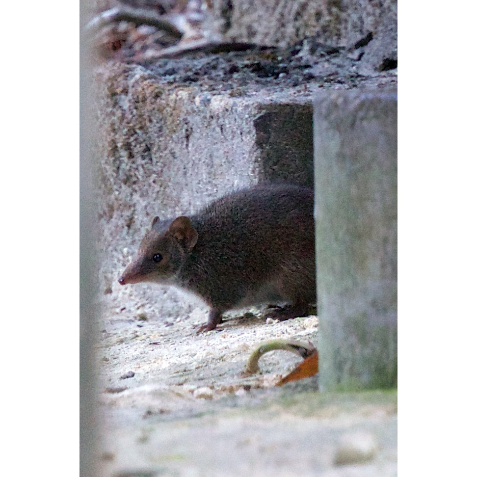 Сумчатая мышь Свенсона (Antechinus swainsonii) Фото №7