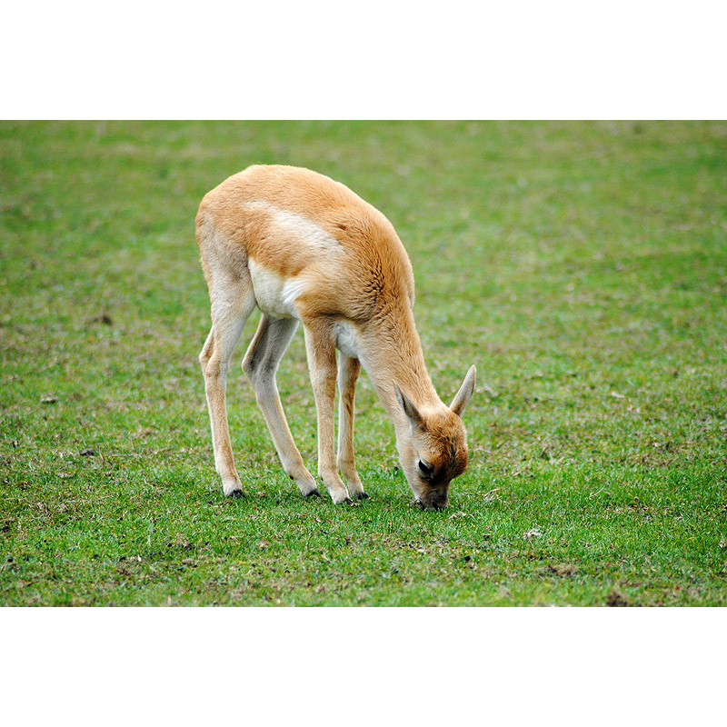 Antilope cervicapra Фото №10