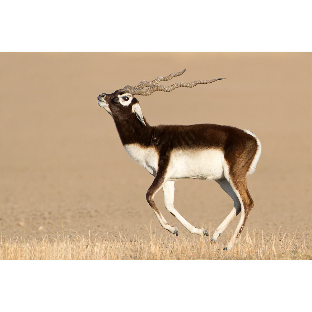 Antilope cervicapra Фото №2