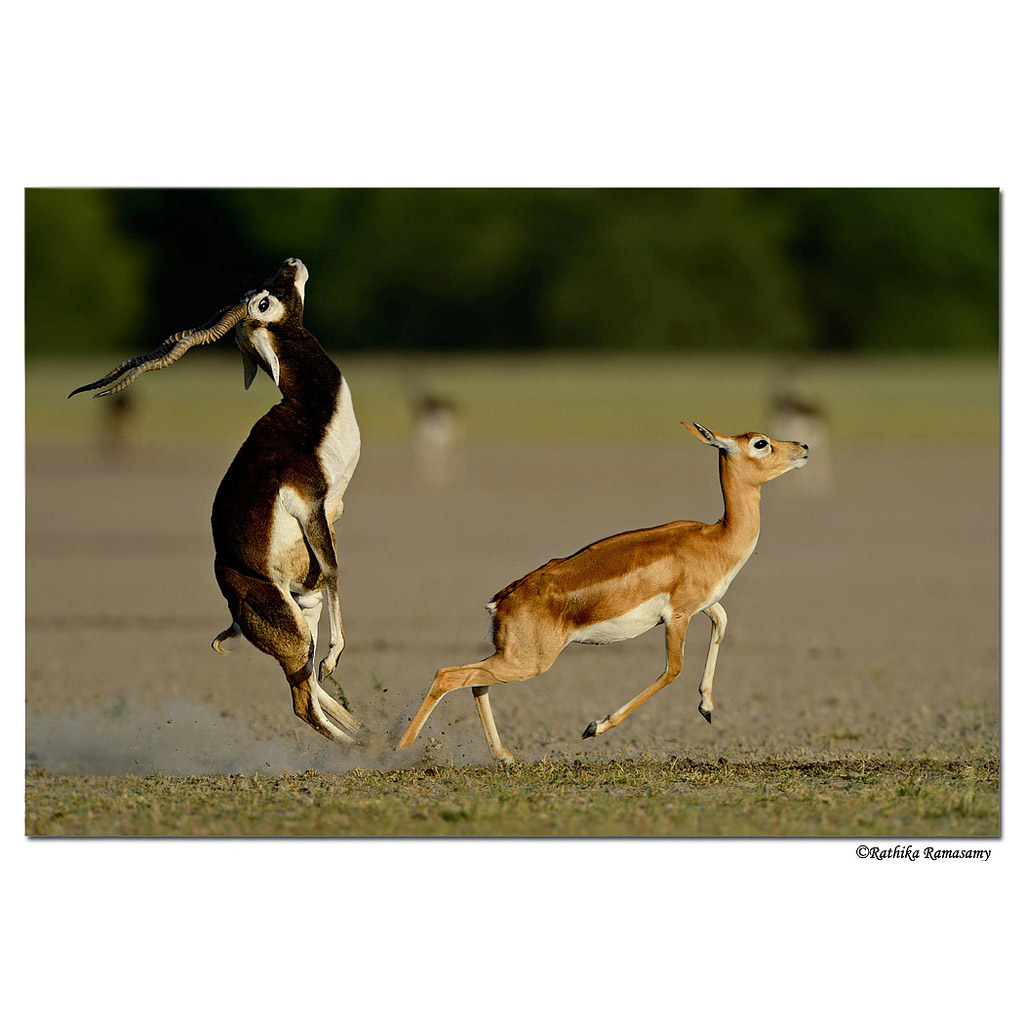 Antilope cervicapra Фото №3