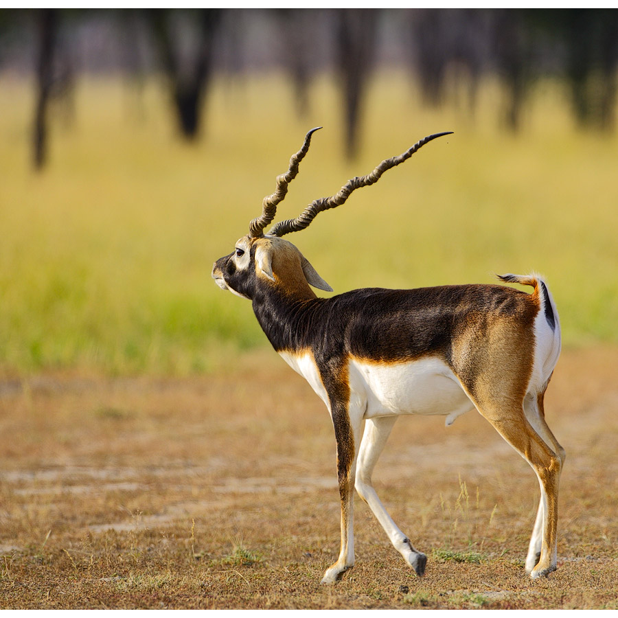 Antilope cervicapra Фото №4
