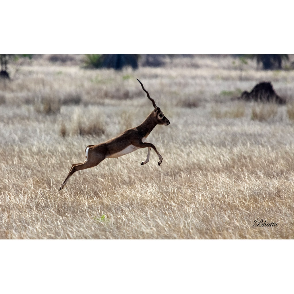Antilope cervicapra Фото №6