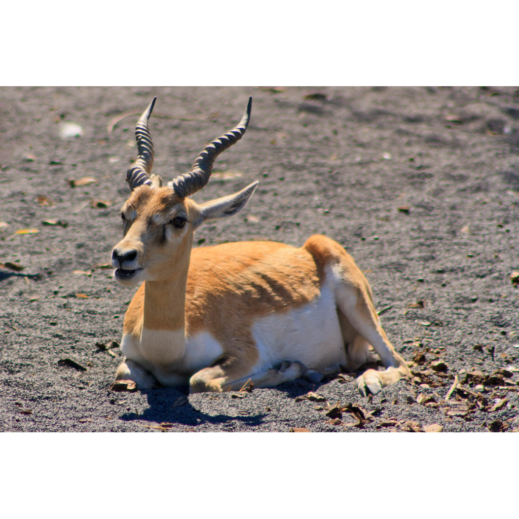 Antilope cervicapra Фото №7