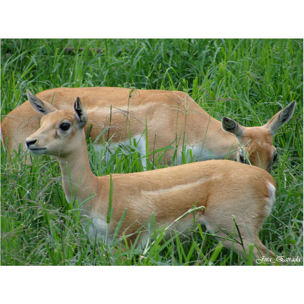 Antilope cervicapra Фото №8