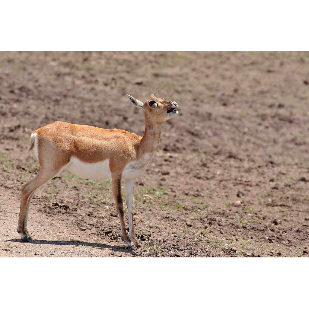 Antilope cervicapra Фото №9