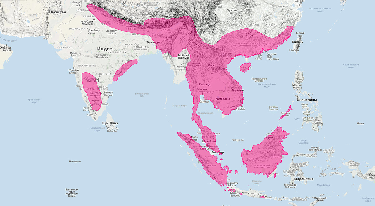 Восточная бескоготная выдра (Aonyx cinereus) Ареал обитания на карте