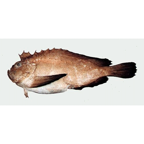Семейство Вельветовые рыбы / Аплоактовые фото