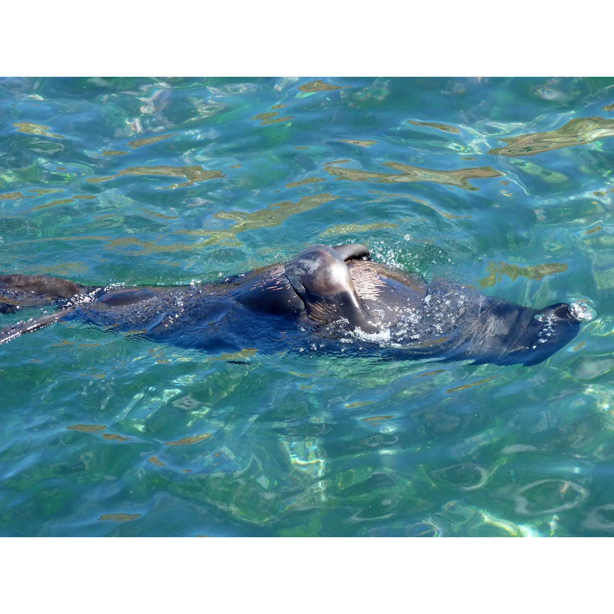 Фернандесский морской котик (Arctocephalus philippii) Фото №7