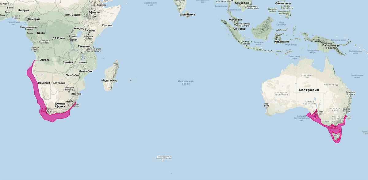 Капский морской котик (Arctocephalus pusillus) Ареал обитания на карте