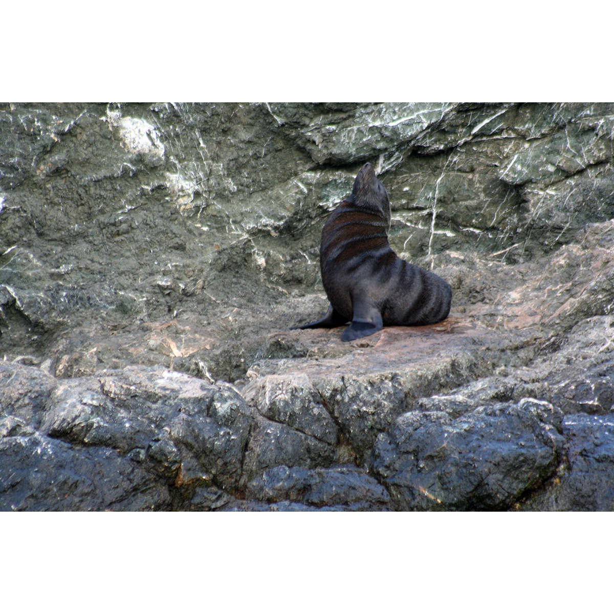 Гуадалупский морской котик (Arctocephalus townsendi) Фото №5