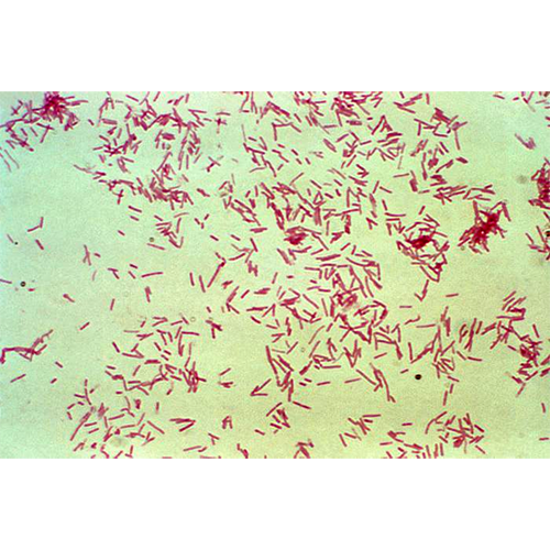 Род Bacteroidetes фото