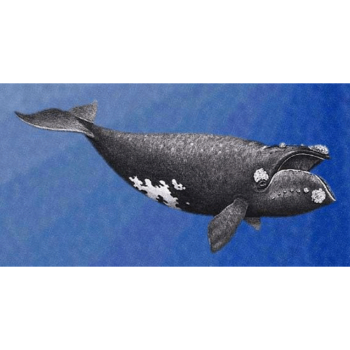 Род Гренландские киты  фото