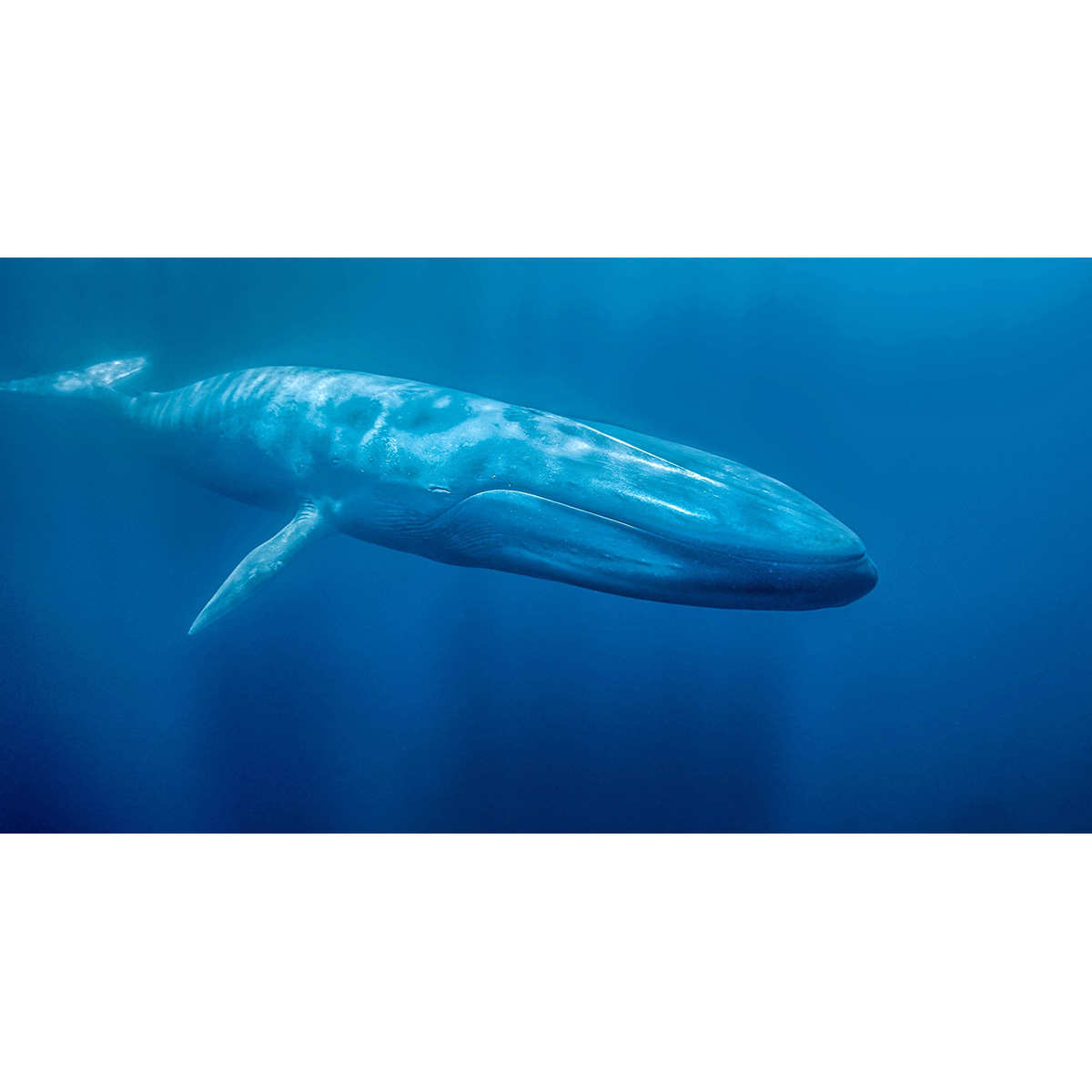 Синий кит (Balaenoptera musculus) Фото №10