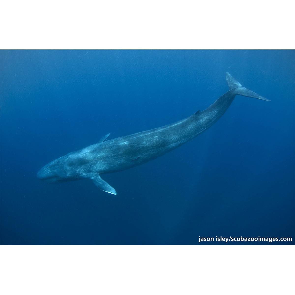 Синий кит (Balaenoptera musculus) Фото №2