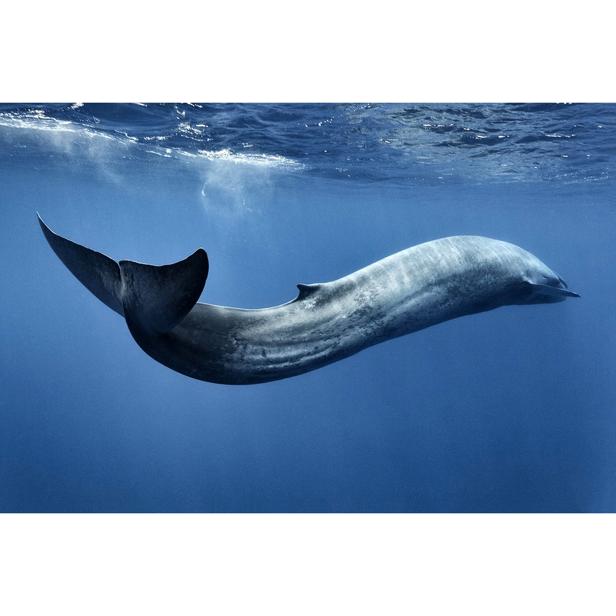 Синий кит (Balaenoptera musculus) Фото №5
