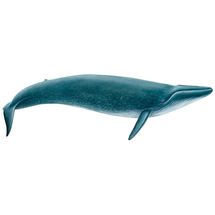 Синий кит (Balaenoptera musculus) Фото №1