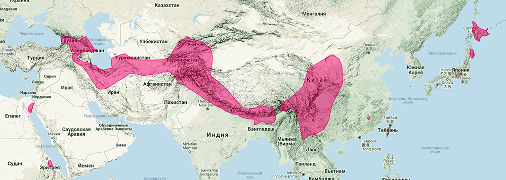 Азиатская широкоушка (Barbastella leucomelas) Ареал обитания на карте