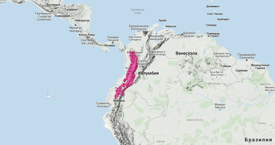 Олингито (Bassaricyon neblina) Ареал обитания на карте