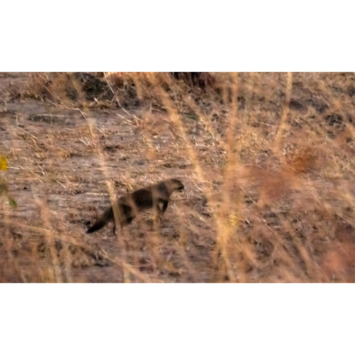 Пушистохвостый мангуст (Bdeogale crassicauda) Фото №4
