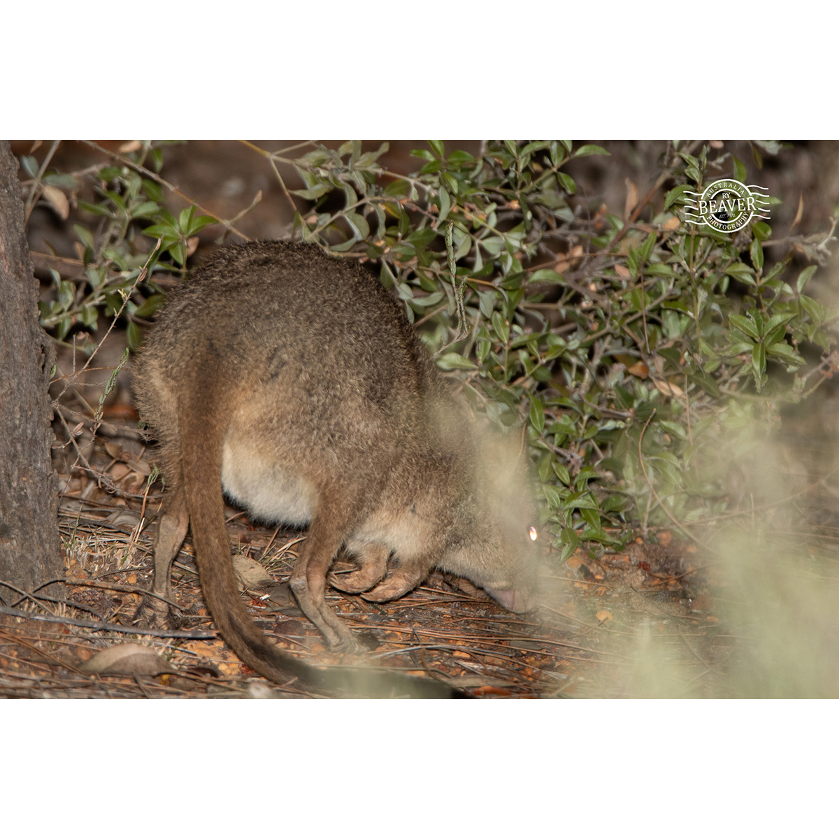 Гребнехвостый кенгуру (Bettongia penicillata) Фото №7