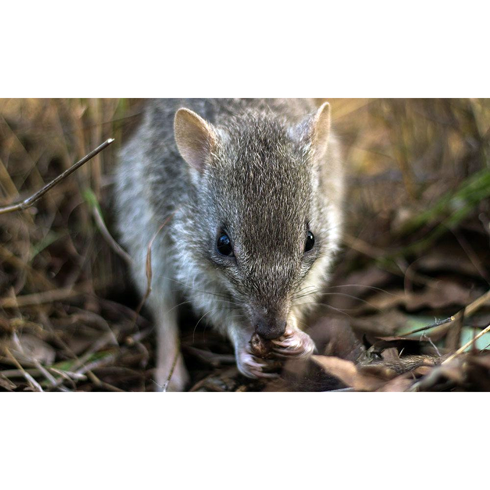 Northern Bettong (Bettongia tropica) Фото №10