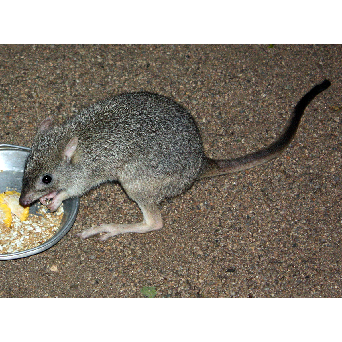 Northern Bettong (Bettongia tropica) Фото №2