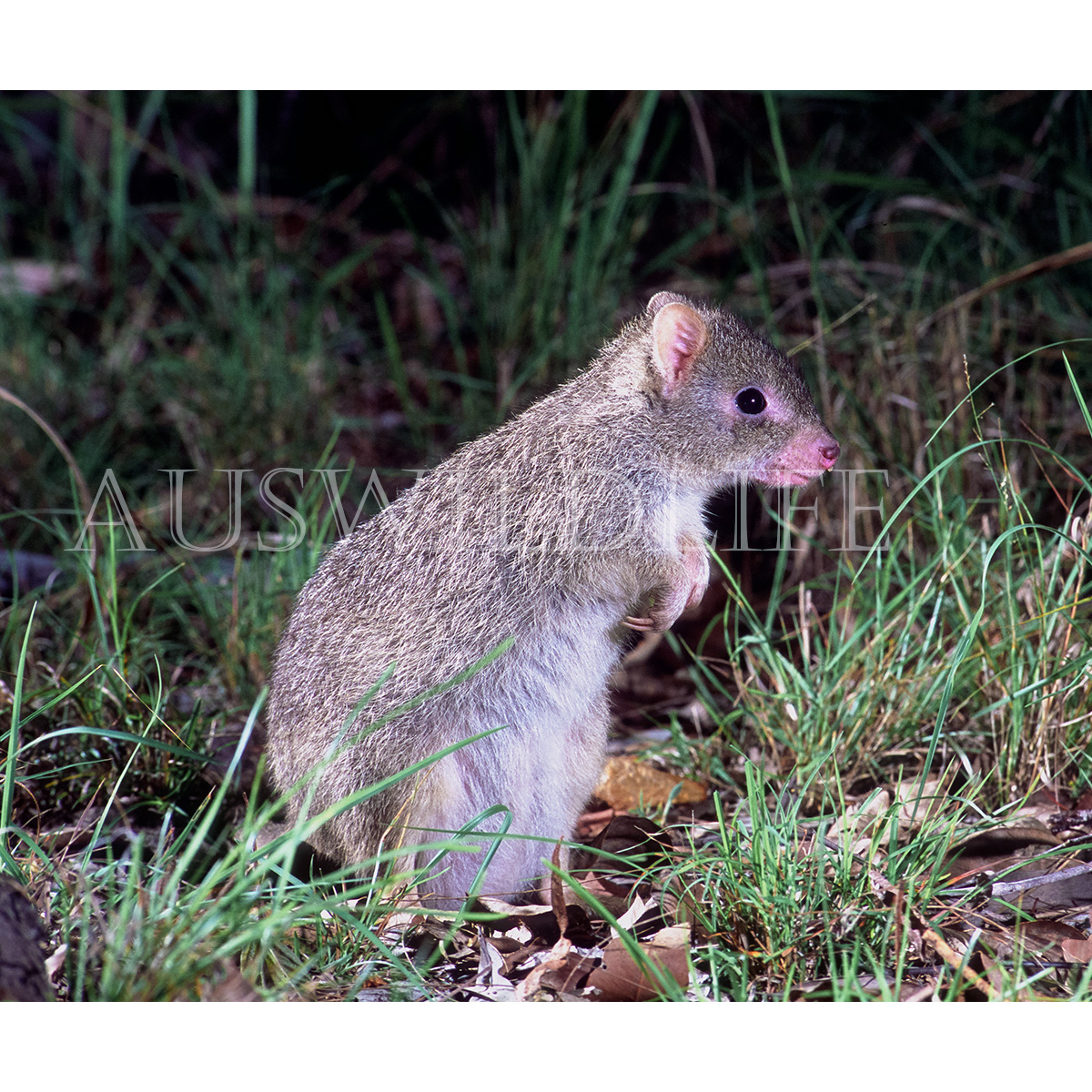 Northern Bettong (Bettongia tropica) Фото №3