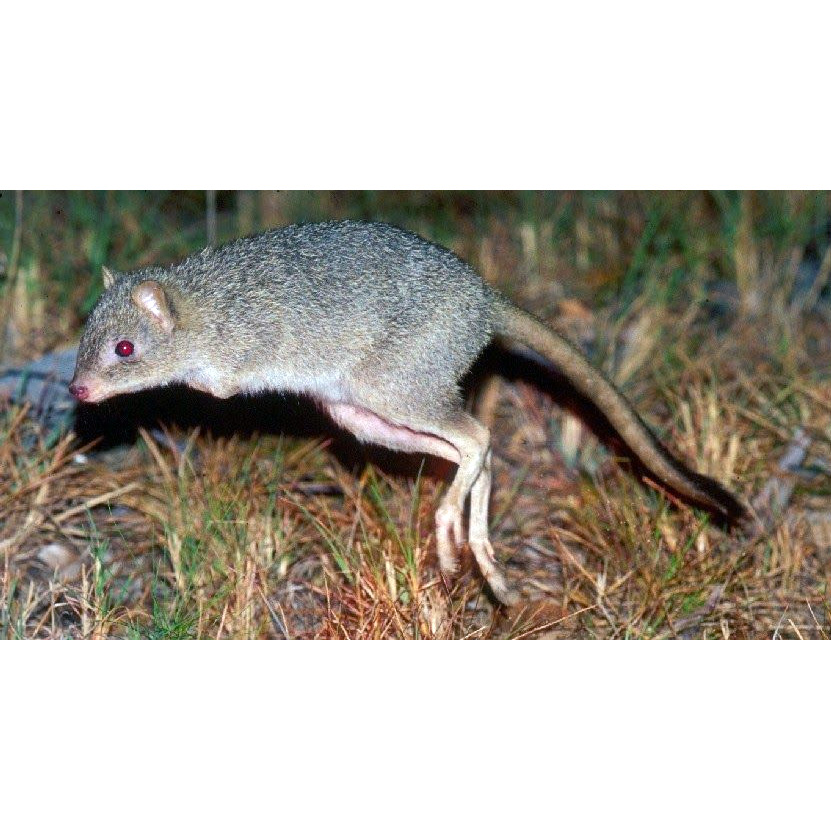 Northern Bettong (Bettongia tropica) Фото №4