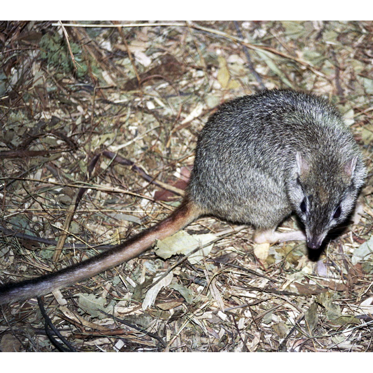 Northern Bettong (Bettongia tropica) Фото №5