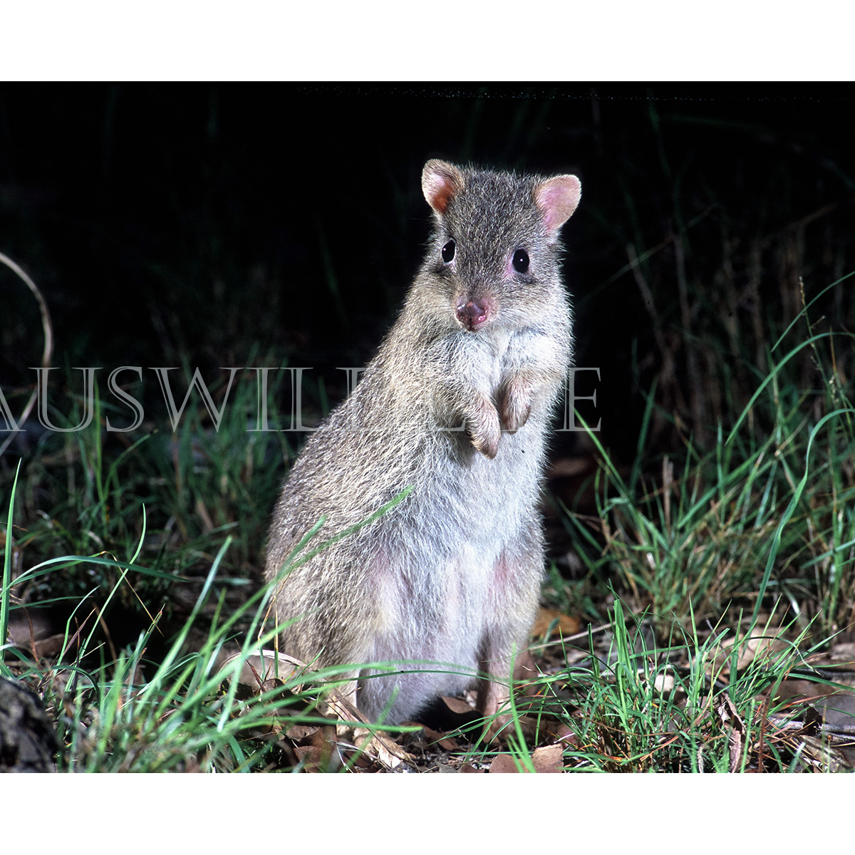 Northern Bettong (Bettongia tropica) Фото №8