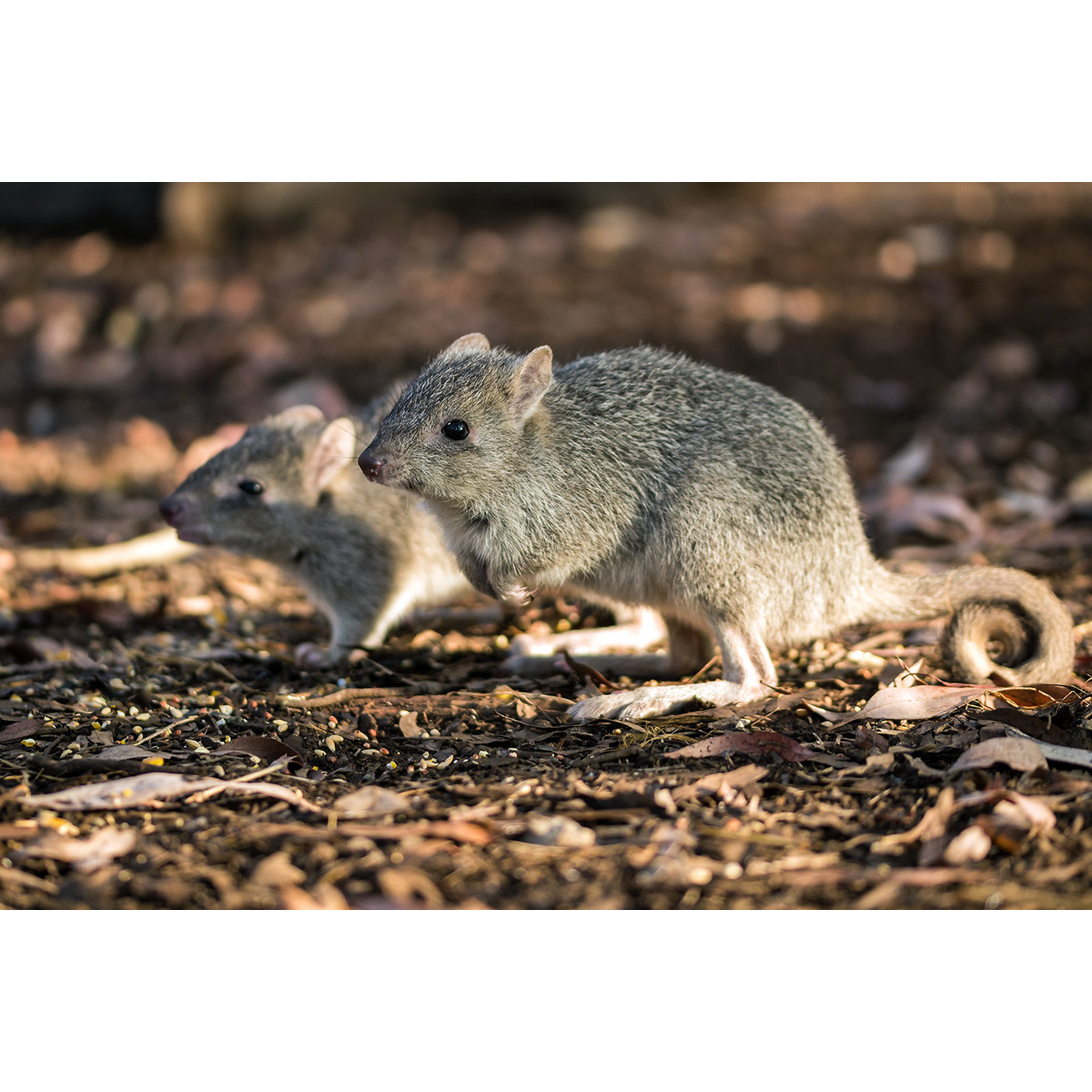 Northern Bettong (Bettongia tropica) Фото №9