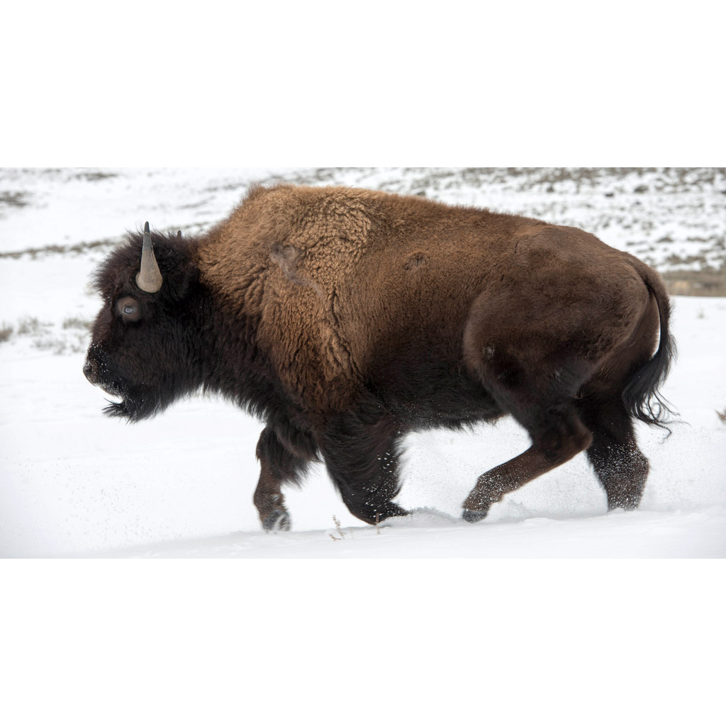 Bison bison Фото №2