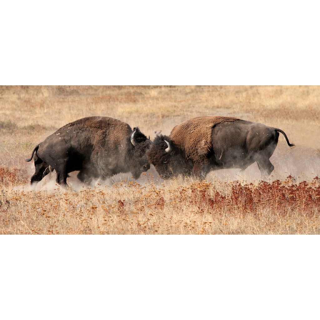 Bison bison Фото №3