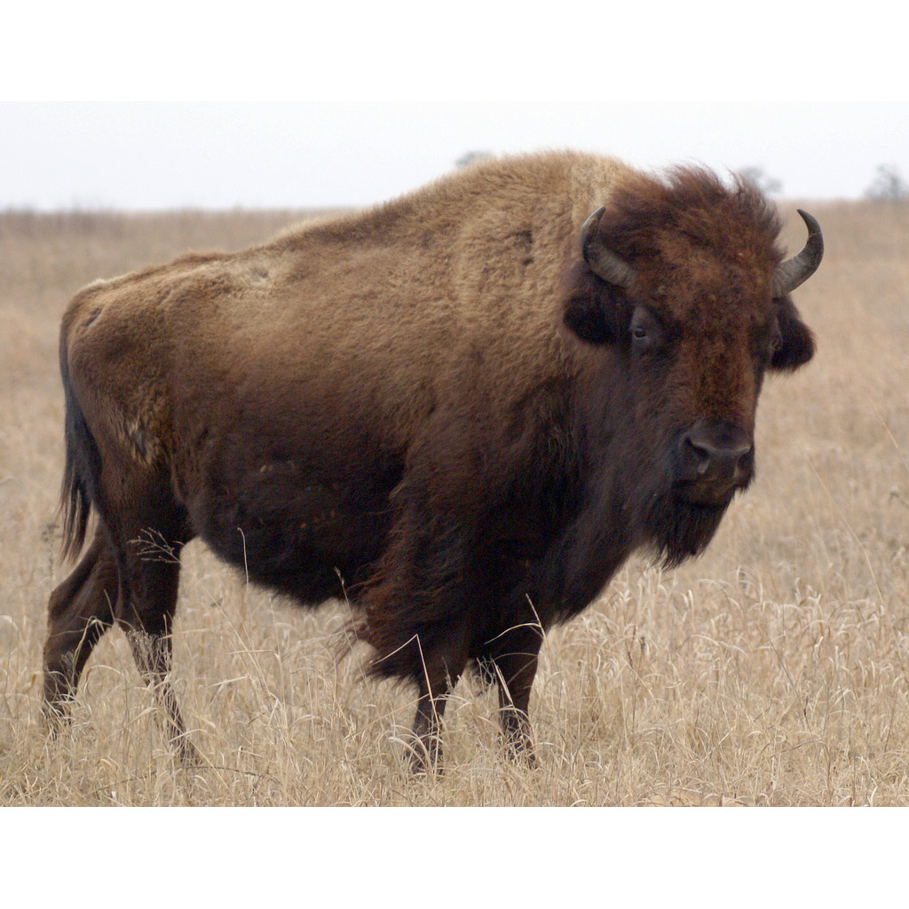 Bison bison Фото №4