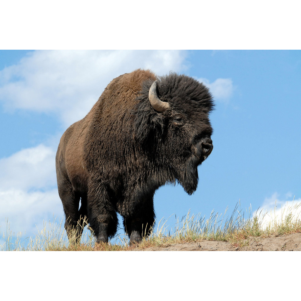 Bison bison Фото №5