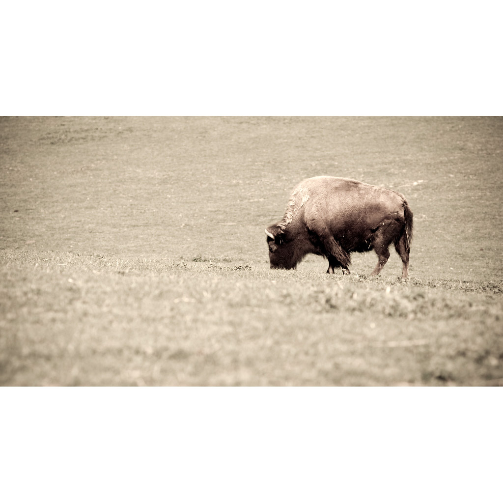 Bison bison Фото №6