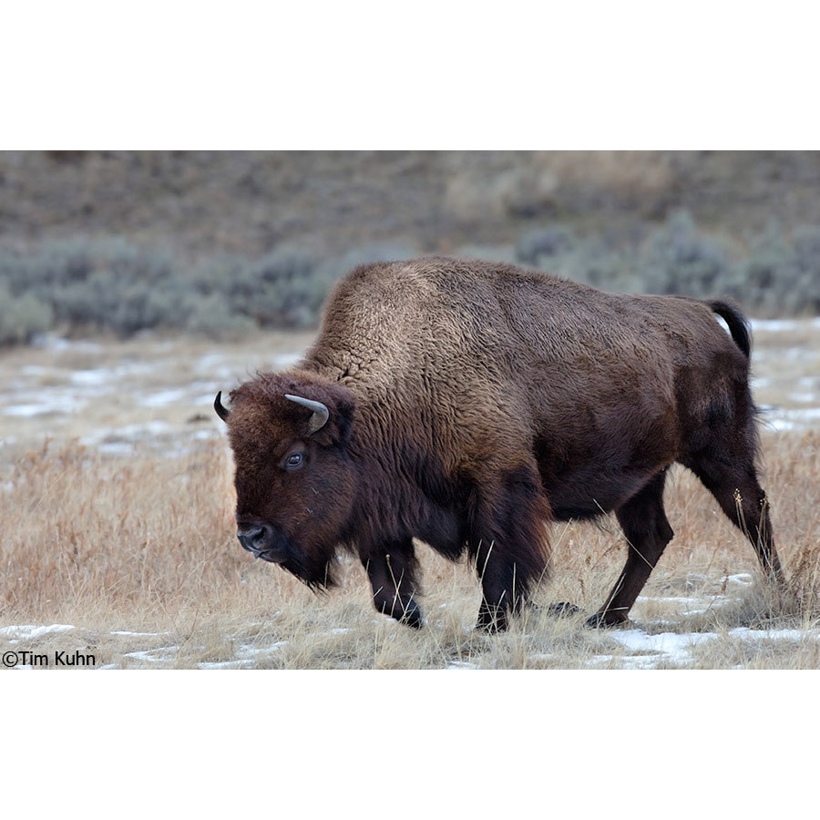 Bison bison Фото №7