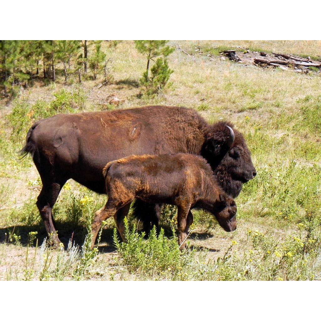 Bison bison Фото №8