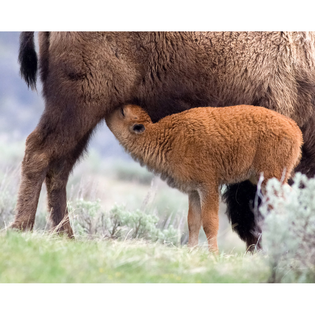 Bison bison Фото №9