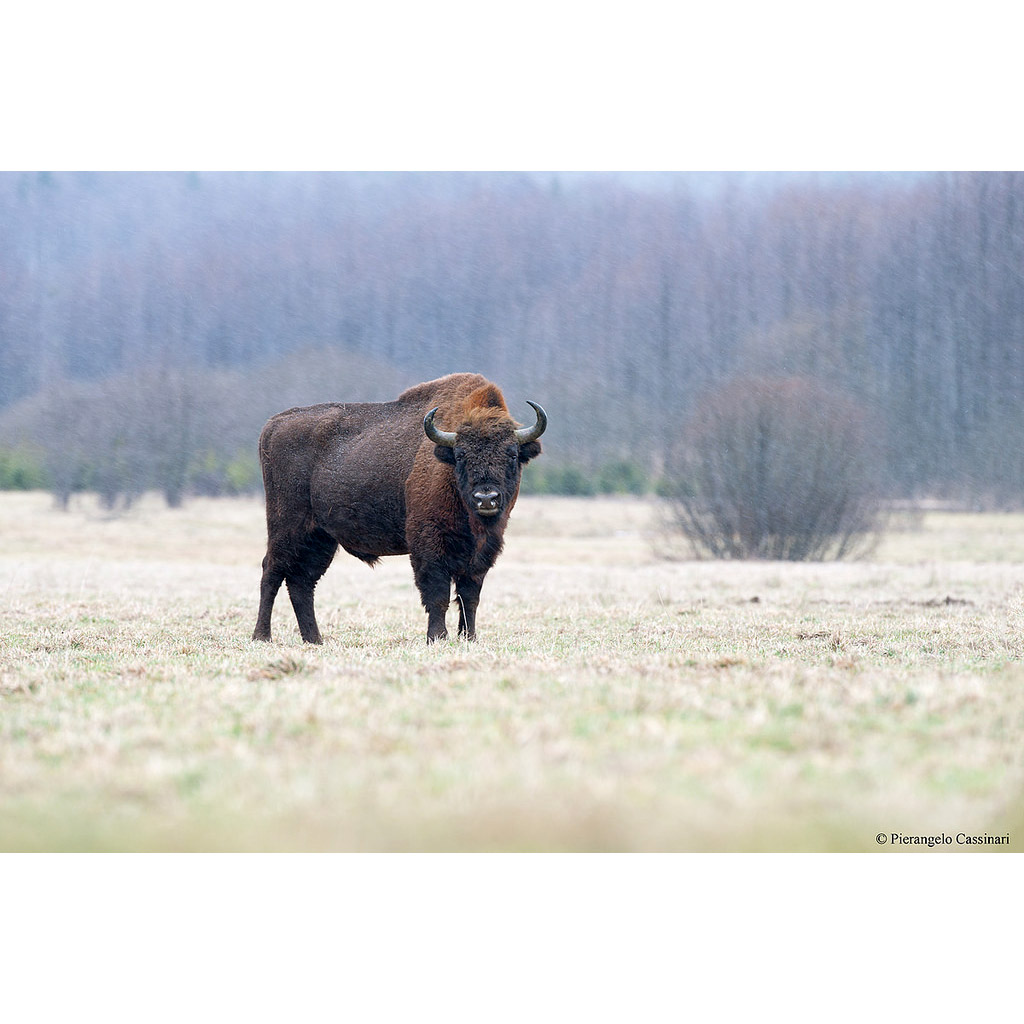 Bison bonasus Фото №6