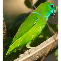  Род Филиппинские толстоклювые попугаи  фото