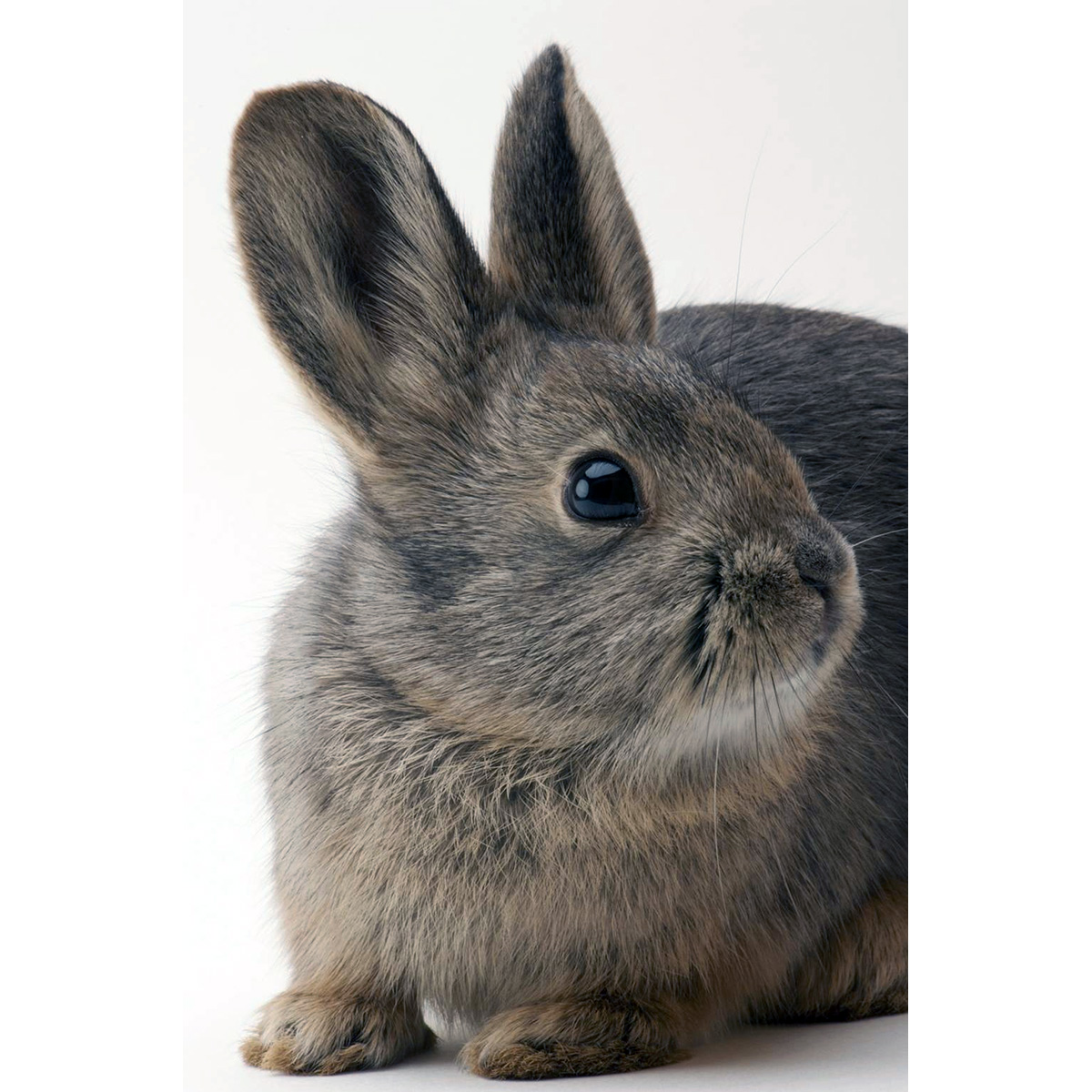 Айдахский кролик (Brachylagus idahoensis) Фото №10
