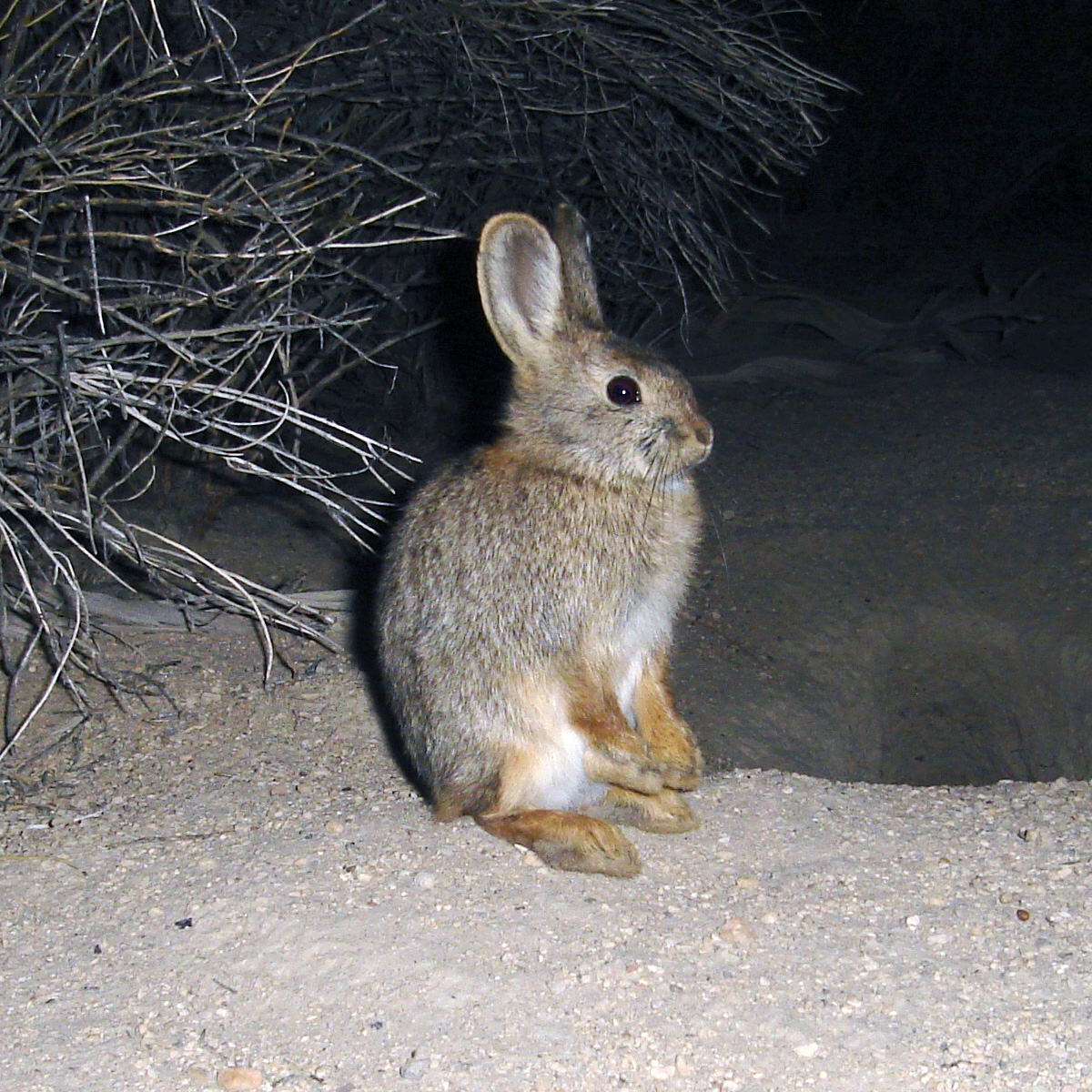 Айдахский кролик (Brachylagus idahoensis) Фото №3