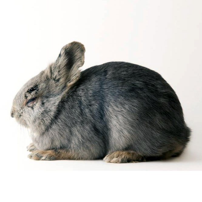 Айдахский кролик (Brachylagus idahoensis) Фото №4