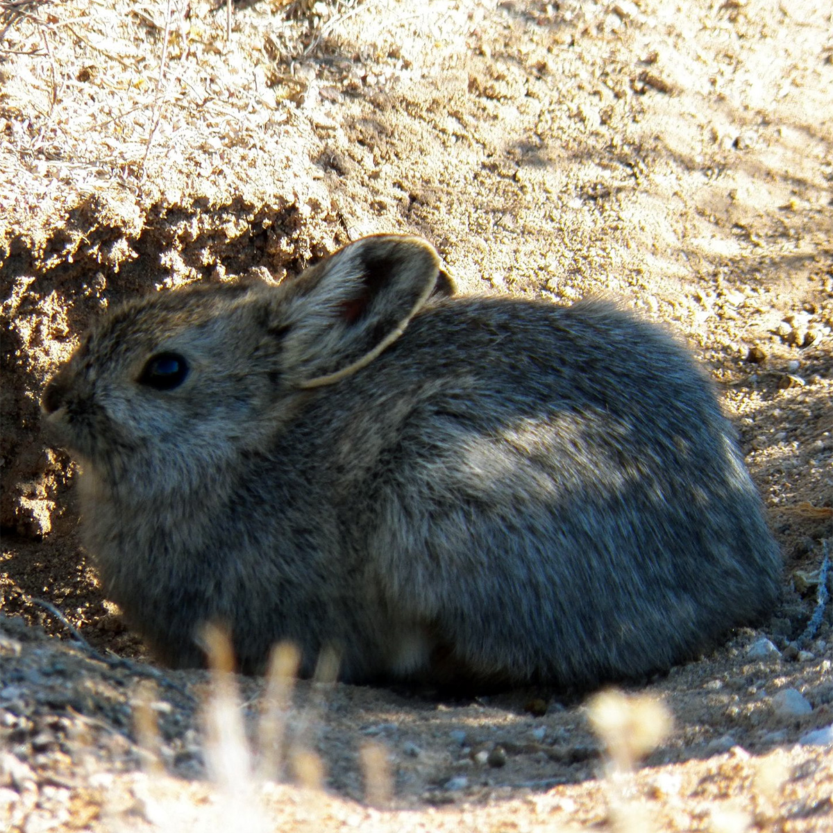 Айдахский кролик (Brachylagus idahoensis) Фото №5