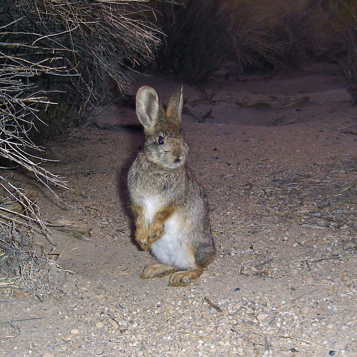 Айдахский кролик (Brachylagus idahoensis) Фото №6