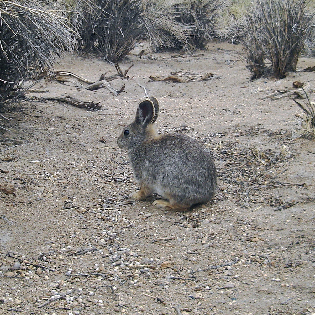 Айдахский кролик (Brachylagus idahoensis) Фото №7